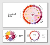 Menstrual cycle chart with cycle phases, ovulation, and days labeled in pink, purple, and orange with a circular flow design.