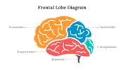 Frontal Lobe Diagram PowerPoint and Google Slides Themes